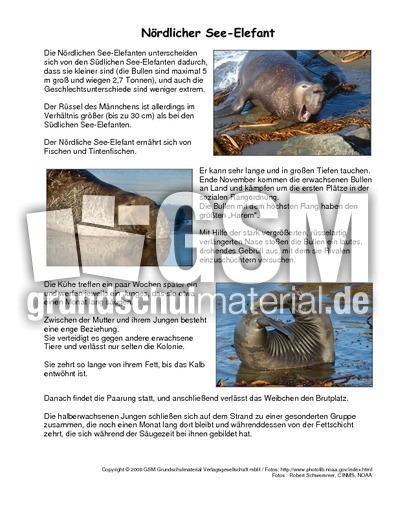 Nördlicher-See-Elefant-Steckbrief.pdf